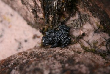 Оказались в ловушке: уникальные венесуэльские лягушки-мячи могут исчезнуть навсегда