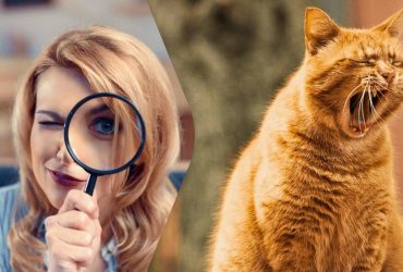 Только находчивые люди могут найти кошку в кактусах за 7 секунд: странная оптическая иллюзия