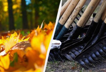 Експерти кажуть, що не треба згрібати опале листя: ось чому