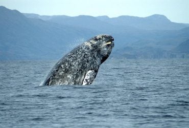 Вчені розкрили загадку масових самогубств серед сірих китів