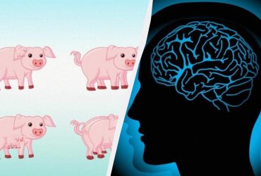 Головоломка для проверки на гениальность: найдите всех поросят за 15 секунд