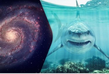 Акулы за время существования уже дважды облетели Млечный Путь