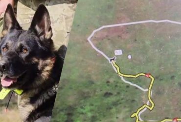 Пес с GPS на службе в ДПС: как в Украине готовят четырехлапых пограничников (видео)