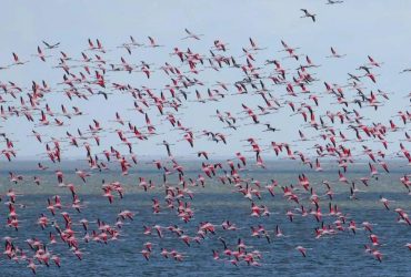 Одесщину оккупировали более тысячи розовых фениксов: что происходит в заповеднике