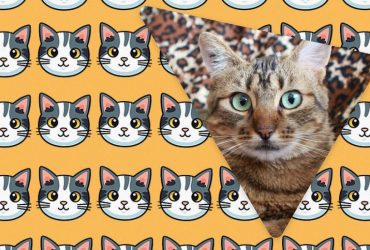 Только люди с грандиозным IQ увидят странного кота за 11 секунд: необычайная оптическая иллюзия