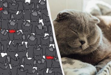 Надзвичайно складна оптична ілюзія: знайдіть чорного кота серед кажанів за 20 секунд