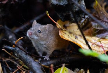 Субота здивує українців погодною безпосередністю (карта)