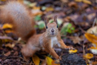 Стало відомо, яка погода чекає на українців у перші дні листопада (карта)