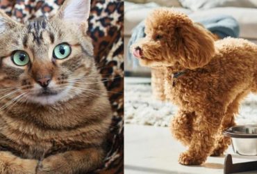 Кошки против собак: стало известно, кого больше любят хозяева