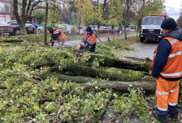 В Киеве деревопад: ветром повалило или повредило почти 600 деревьев (фото)