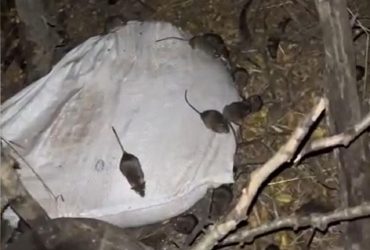 Они нас скоро съедят: военные показали полчища мышей в окопах (видео)