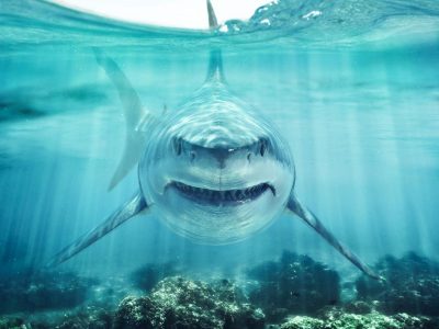 Гигантская акула: самое безобидное чудовище Мирового океана