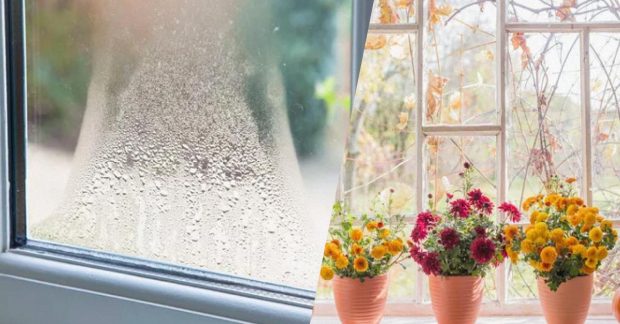 Как убрать конденсат на окнах с помощью цветов - интересный лайфхак — УНИАН
