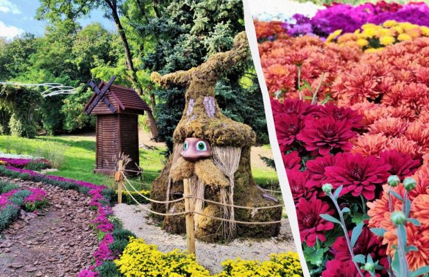 "Магічний сад" на Співочому полі: чим дивує нова виставка хризантем у Києві (фоторепортаж)