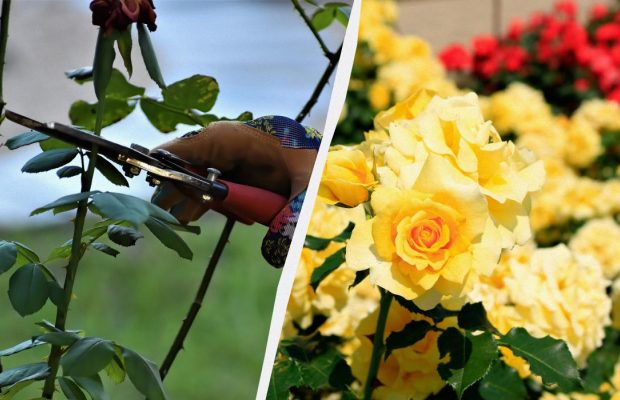 Не поспішайте їх вкривати: що робити з трояндами перед зимою
