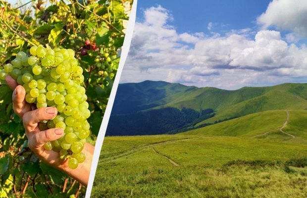 Виноградное Закарпатье: где можно насладиться уникальными винами (18+)