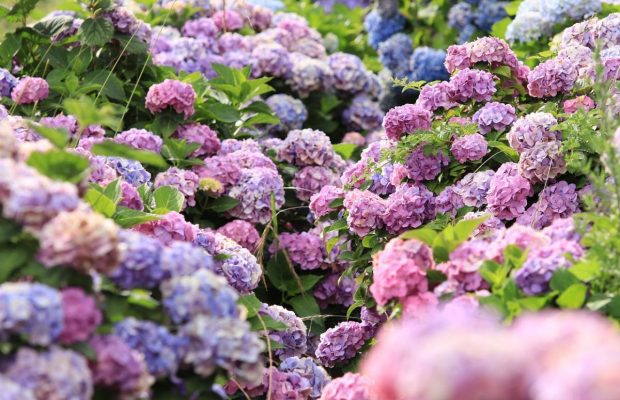 Саджу гортензію восени і не натішуся довгому цвітінню: хитрощі для клумби