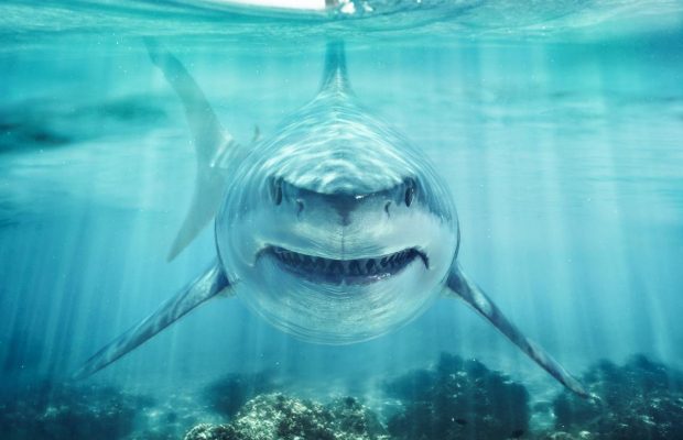 Біля Багамських островів натрапили на "кокаїнових акул": вчені пояснили, до чого тут туристи