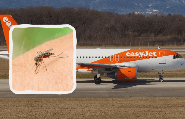 Пілота покусали комарі: EasyJet розлютила пасажирів незвичною затримкою рейсу