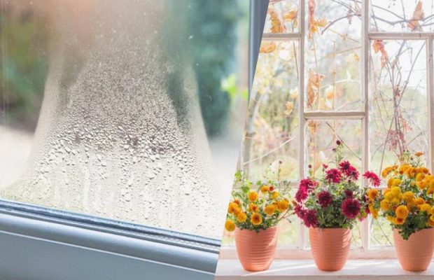 Поставте ці квіти на підвіконня і конденсату не буде: лайфхак від флористів