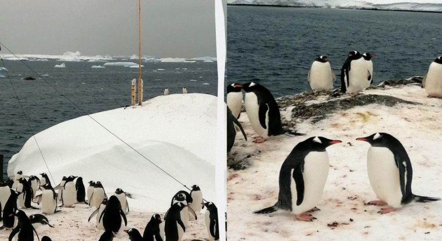 В Антарктике сотни пингвинов "оккупировали" украинскую метеостанцию (фото)