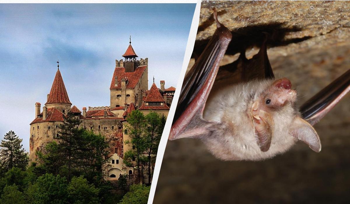 Арендованный дом кишел живыми летучими мышами / фото ua.depositphotos.com, en.wikipedia.org/Dobre Cezar Арендованный дом кишел живыми летучими мышами / фото ua.depositphotos.com, en.wikipedia.org/Dobre Cezar