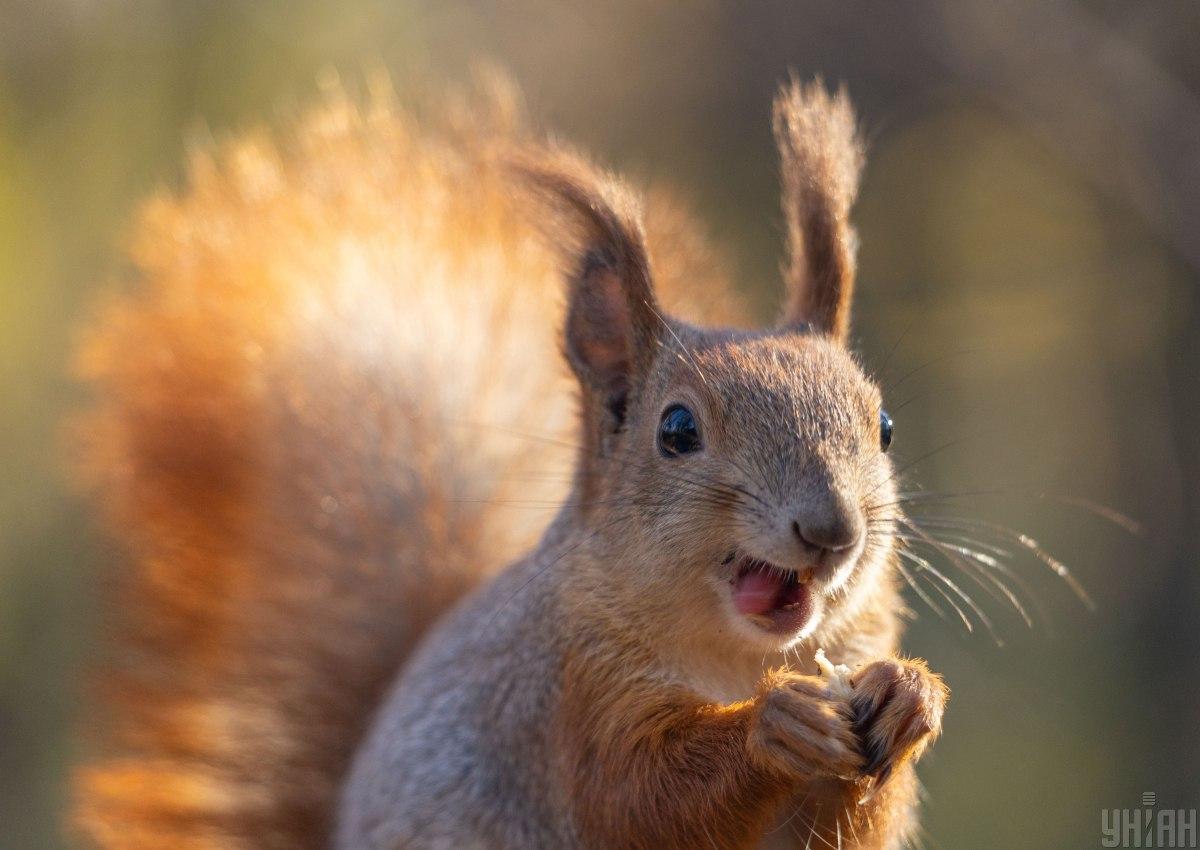 Здоровая белка никогда на вас не нападет, но не все белки являются здоровыми / фото УНИАН Здоровая белка никогда на вас не нападет, но не все белки являются здоровыми / фото УНИАН