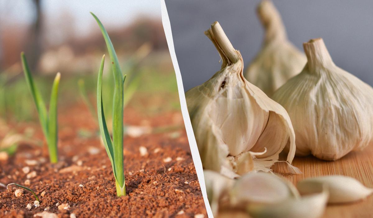 Що робити, якщо зійшов озимий часник / колаж УНІАН, фото ua.depositphotos.com