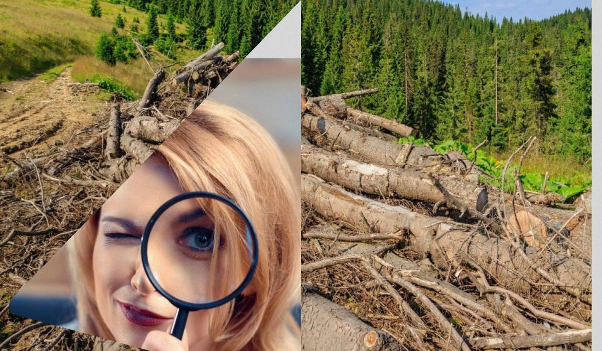 Попробуйте заметить ежика на картинке за 5 секунд / коллаж УНИАН, фото ua.depositphotos.com, УНИАН Попробуйте заметить ежика на картинке за 5 секунд / коллаж УНИАН, фото ua.depositphotos.com, УНИАН