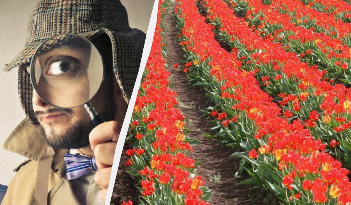 Відшукайте птаха на фото / Колаж УНІАН / фото ua.depositphotos.com, УНІАН