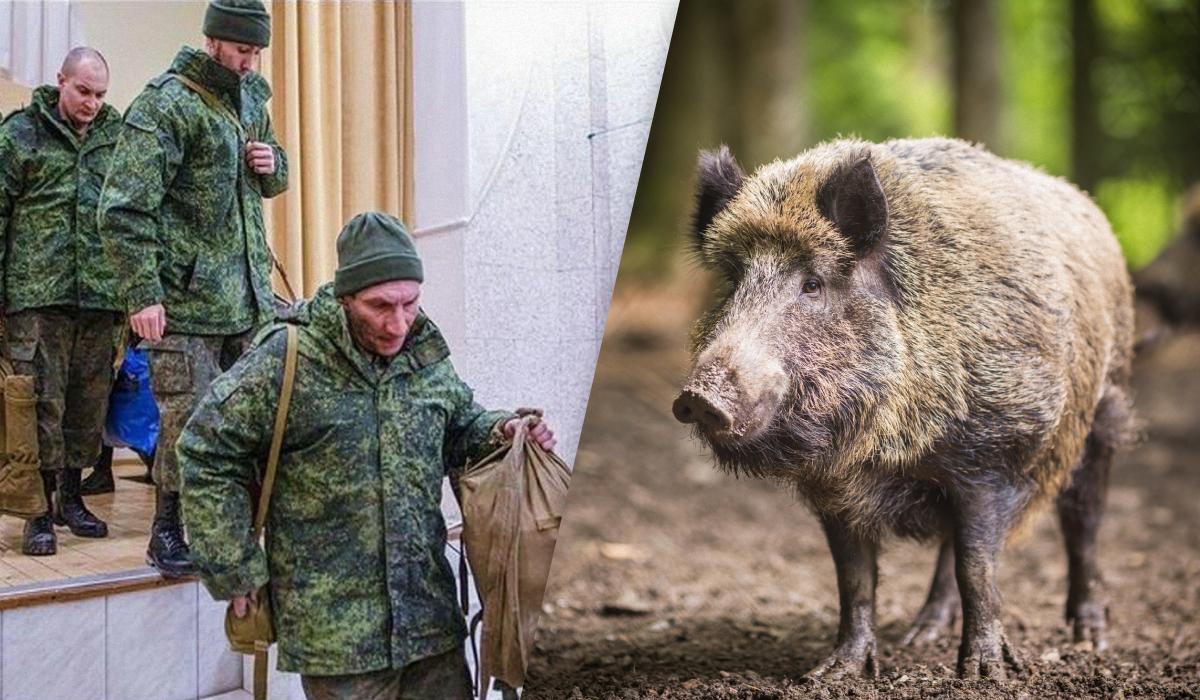 Кабаны напали на российских разведчиков / коллаж УНИАН, фото ua.depositphotos.com, скриншот Кабаны напали на российских разведчиков / коллаж УНИАН, фото ua.depositphotos.com, скриншот