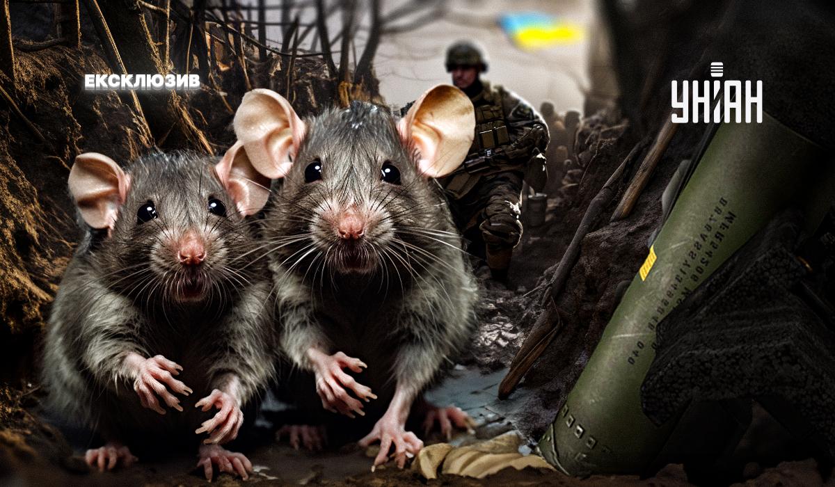 Польові миші атакують окопи ЗСУ та російських окупантів /колаж УНІАН