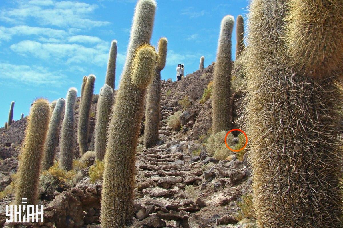 фото УНИАН фото УНИАН
