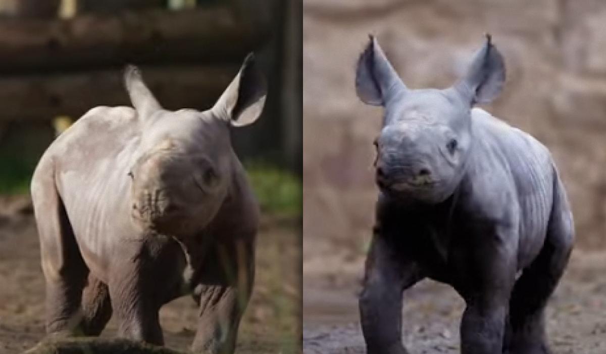 В Честерском зоопарке родился черный носорог, первые шаги ребенка сняли на видео / коллаж УНИАН, фото скриншот с видео В Честерском зоопарке родился черный носорог, первые шаги ребенка сняли на видео / коллаж УНИАН, фото скриншот с видео