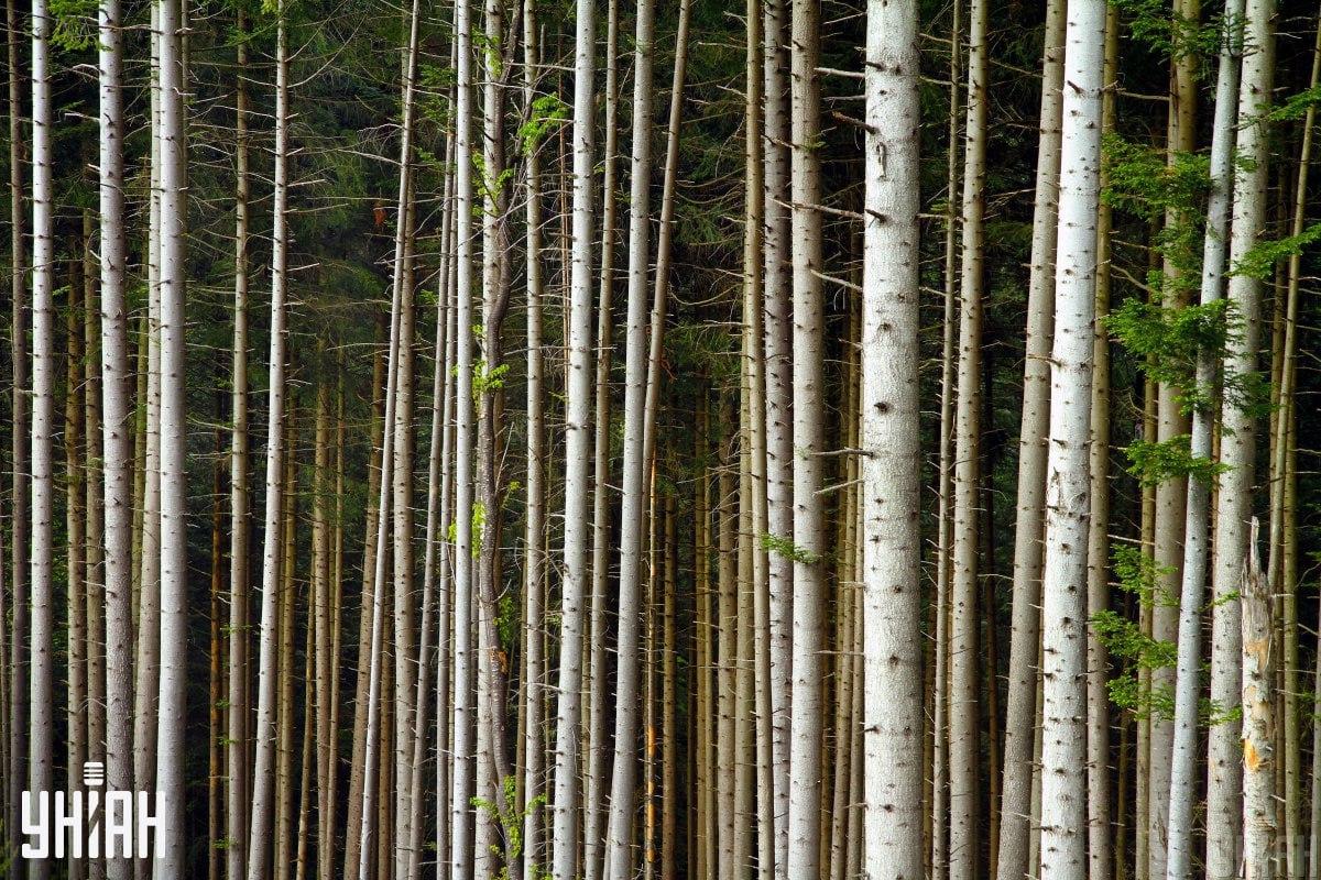 фото УНИАН фото УНИАН