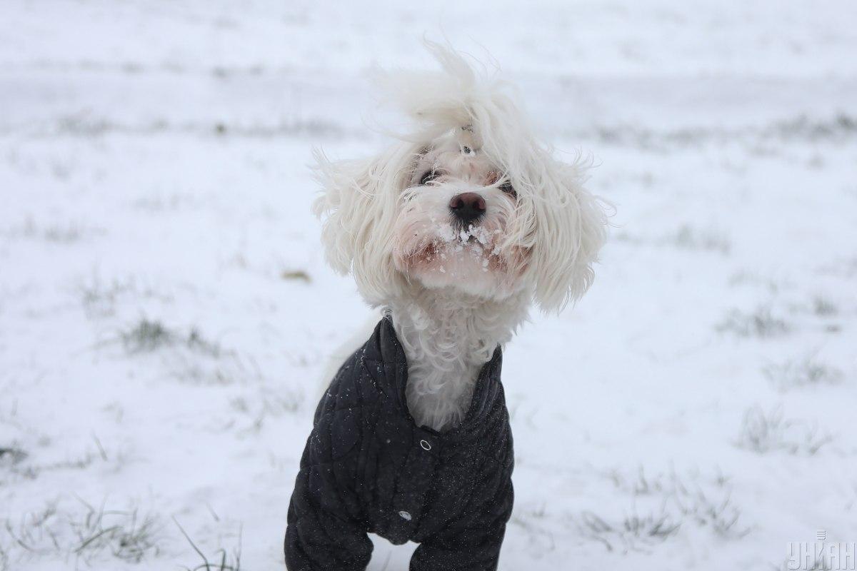 29 листопада Україну охопить новий циклон / фото УНІАН, Віктор Ковальчук 29 листопада Україну охопить новий циклон / фото УНІАН, Віктор Ковальчук
