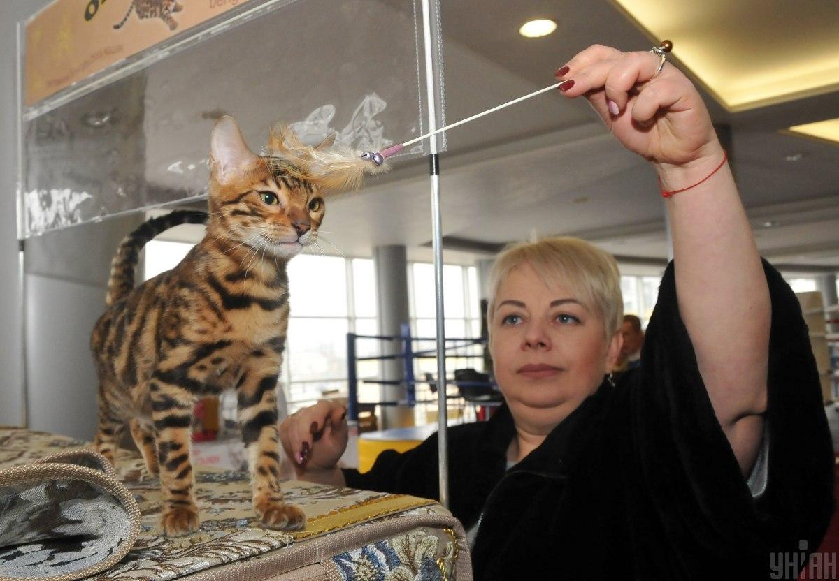 Бенгальських котів вважають допитливими / фото УНІАН Бенгальських котів вважають допитливими / фото УНІАН