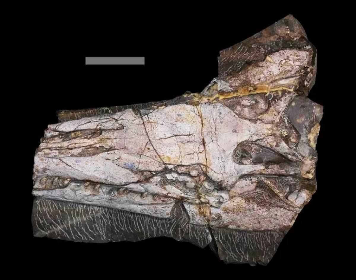 Окаменелые останки Yaguarasaurus regiomontanus, включая почти целые череп и челюсти / фото Lucía M. Alfaro Окаменелые останки Yaguarasaurus regiomontanus, включая почти целые череп и челюсти / фото Lucía M. Alfaro
