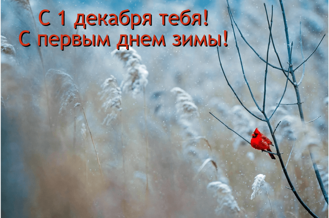 С первым днем зимы картинки / фото pixabay.com С первым днем зимы картинки / фото pixabay.com