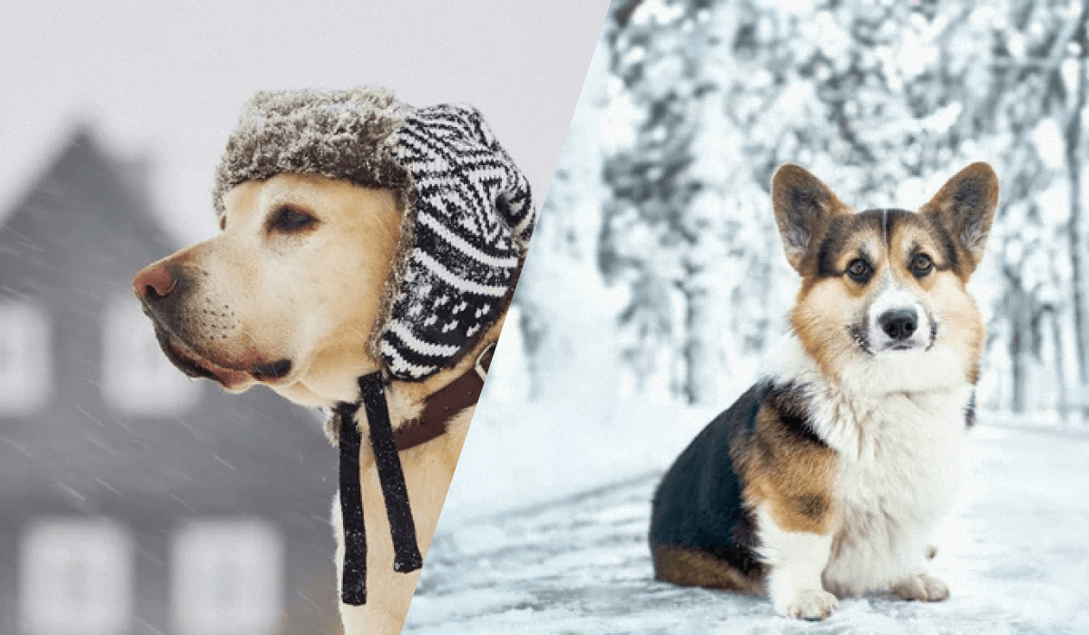 Кинологи рассказали, нужно ли одевать собаку зимой на самом деле — УНИАН