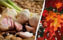 Лучшие дни для посадки озимого чеснока в ноябре: гигантский урожай гарантирован