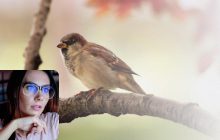 Только люди с идеальным зрением найдут воробушка за 11 секунд: сверхсложная оптическая иллюзия