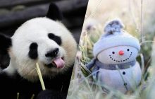 Забавная оптическая иллюзия: только 1% людей могут найти панду среди снеговиков за 5 секунд