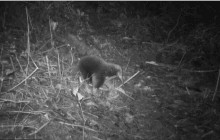 В Індонезії з'явилася єхидна Аттенборо, яку довгі роки вважали вимерлим видом