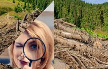 Феєрична оптична ілюзія для талановитих: знайдіть їжака біля лісу за 5 секунд