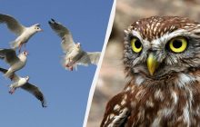 Лиш геній знайде сову серед чайок, лебедів та качок за 9 секунд: надважка оптична ілюзія