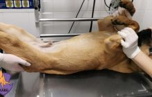 Викинули з шостого поверху: у Києві цуценя вижило після смертельного польоту (фото)