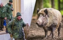 "Боевые" кабаны устроили охоту на российскую ДРГ в зоне ЧАЭС, не все выжили