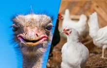 Більшість людей не знайдуть 2 курок на фермі за 10 секунд: складна оптична ілюзія