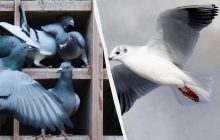 Лиш одиниці знайдуть голуба серед качок, чайок та лебедів за 5 секунд: дивовижна головоломка